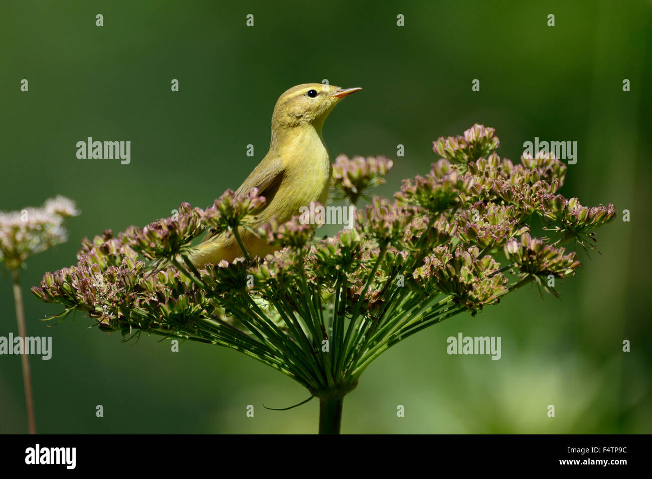 Willow Warbler, Phylloscopus trochilus, Sylviidae, Warbler, bird