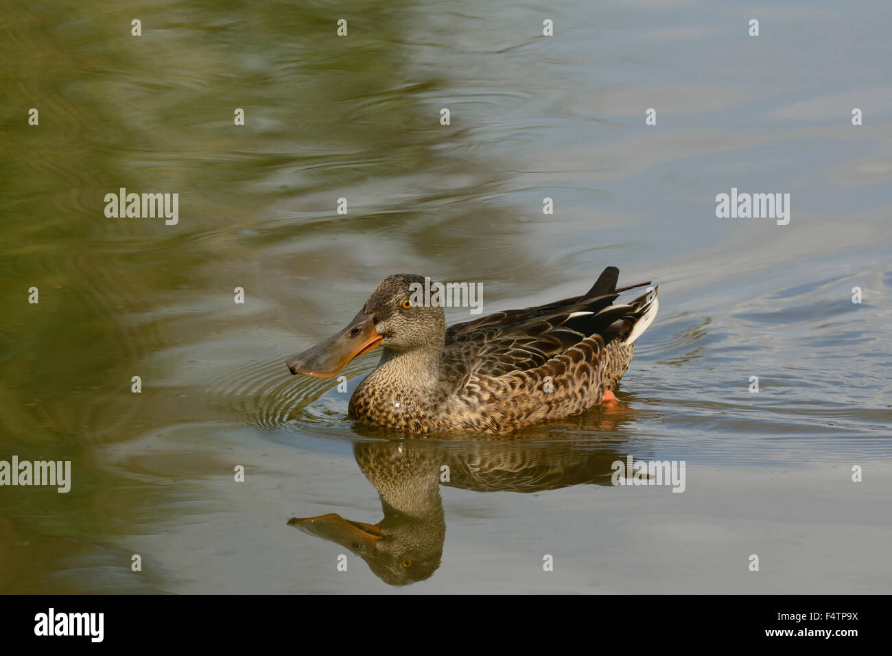 European shoveler, Anas clypeata, Anatidae, duck, bird, animal, marsh ...