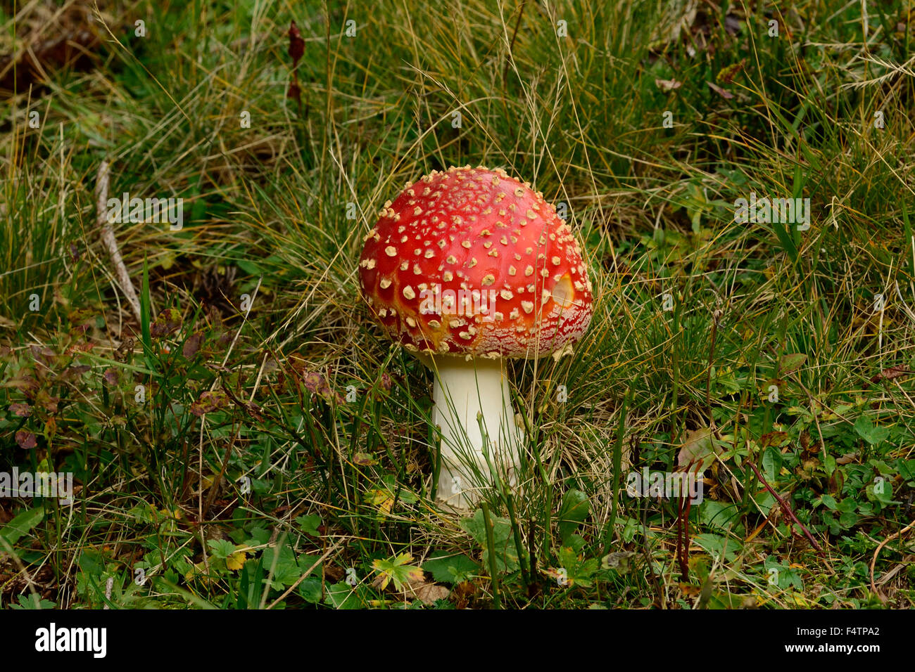 Fly agaric mushroom, Amanita, muscaria, mushroom, venemous, Val Bedretto, Canton of Ticino, Switzerland Stock Photo