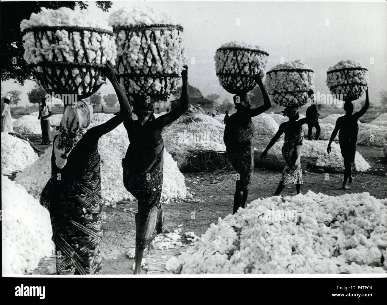 1963 - A carrying part these women from Maroua/Northern Kamerun are playing. On the large cotton fields the harvest is nearly done. To do this work not machines are used, the cotton is picked up only with hands and carried in big baskets to the collecting point. Light-footed and playful, the women walked and balanced the heaviest sumpters on their heads; nevertheless it is a hard work they do during the day. (Credit Image: © Keystone Pictures USA/ZUMAPRESS.com) Stock Photo