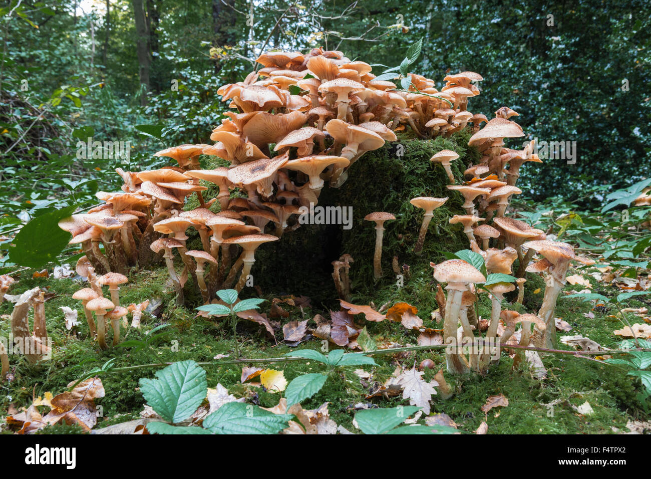 Mushrooms growing on a tree stump Stock Photo - Alamy