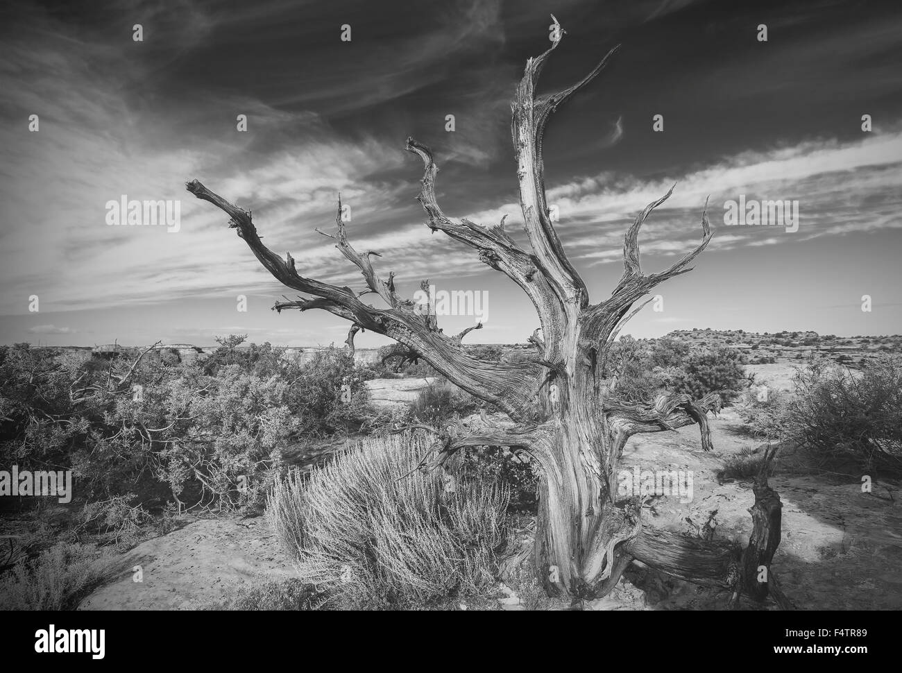 Black and white photo of lonely dead tree on desert Stock Photo Alamy