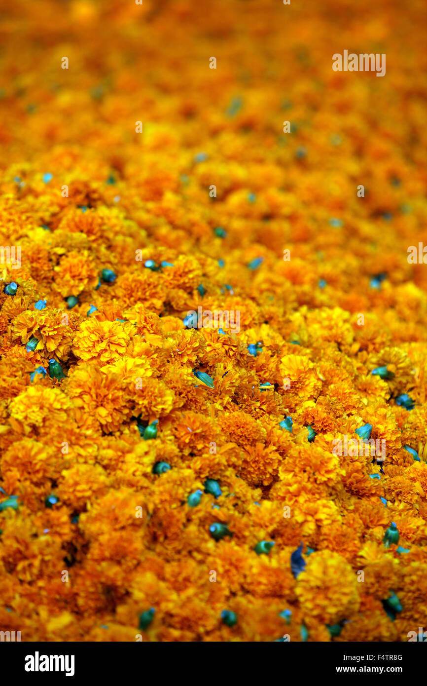 Background of bright orange Marigold flowers which are traditionally used  during the rituals of Dassera festival in India Stock Photo - Alamy