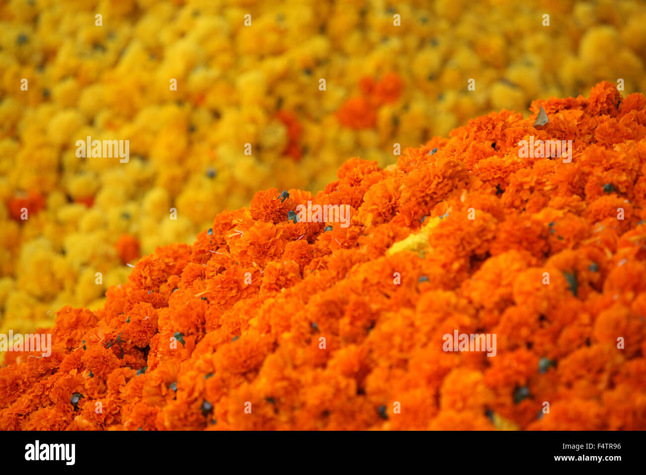 Bright orange Marigold flowers on the backdrop of yellow Marigold