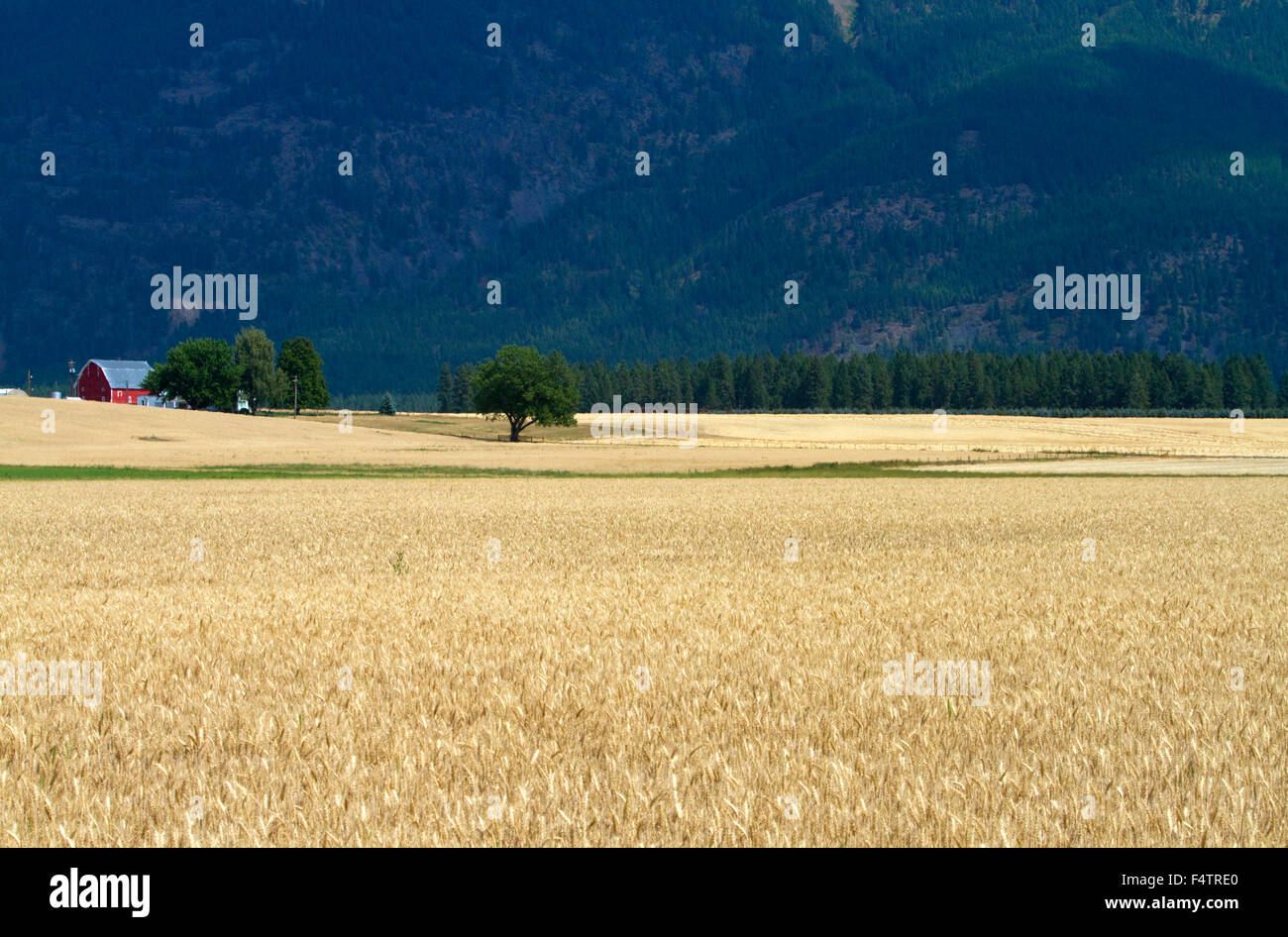 Ripe wheat field near Kalispell, Montana, USA. Stock Photo