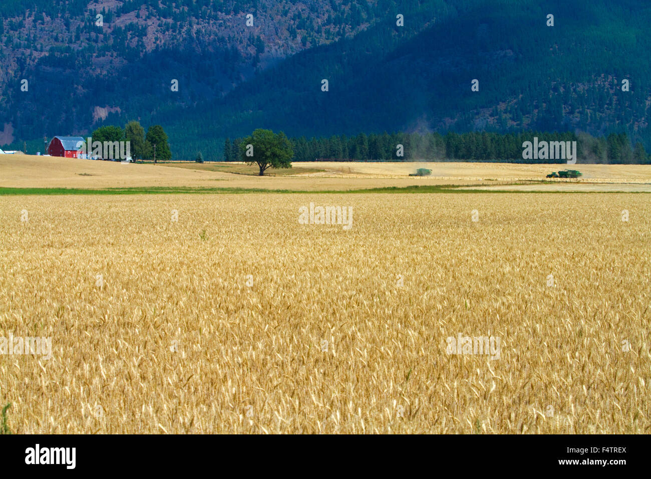 Ripe wheat field near Kalispell, Montana, USA. Stock Photo