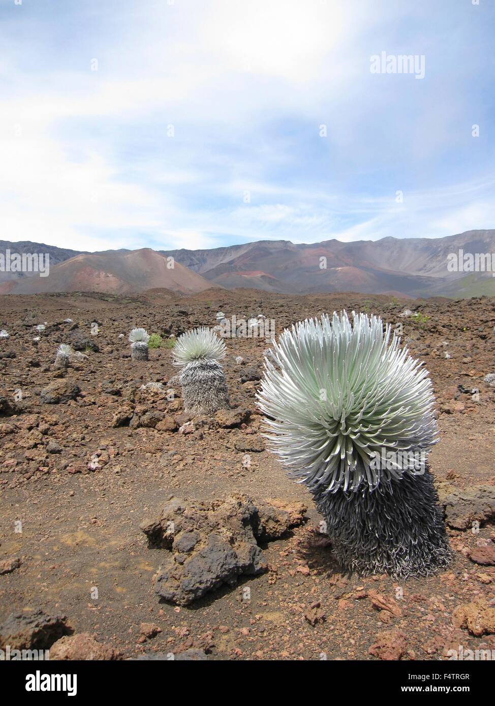 A Haleakala silverswords plant in a desolate cinder field crater along the Sliding Sands Trail at the Haleakalā National Park, Hawaii. The silversword is an endangered species that is found only within Haleakalā National Park on the cinder slopes of Haleakalā Crater. Stock Photo