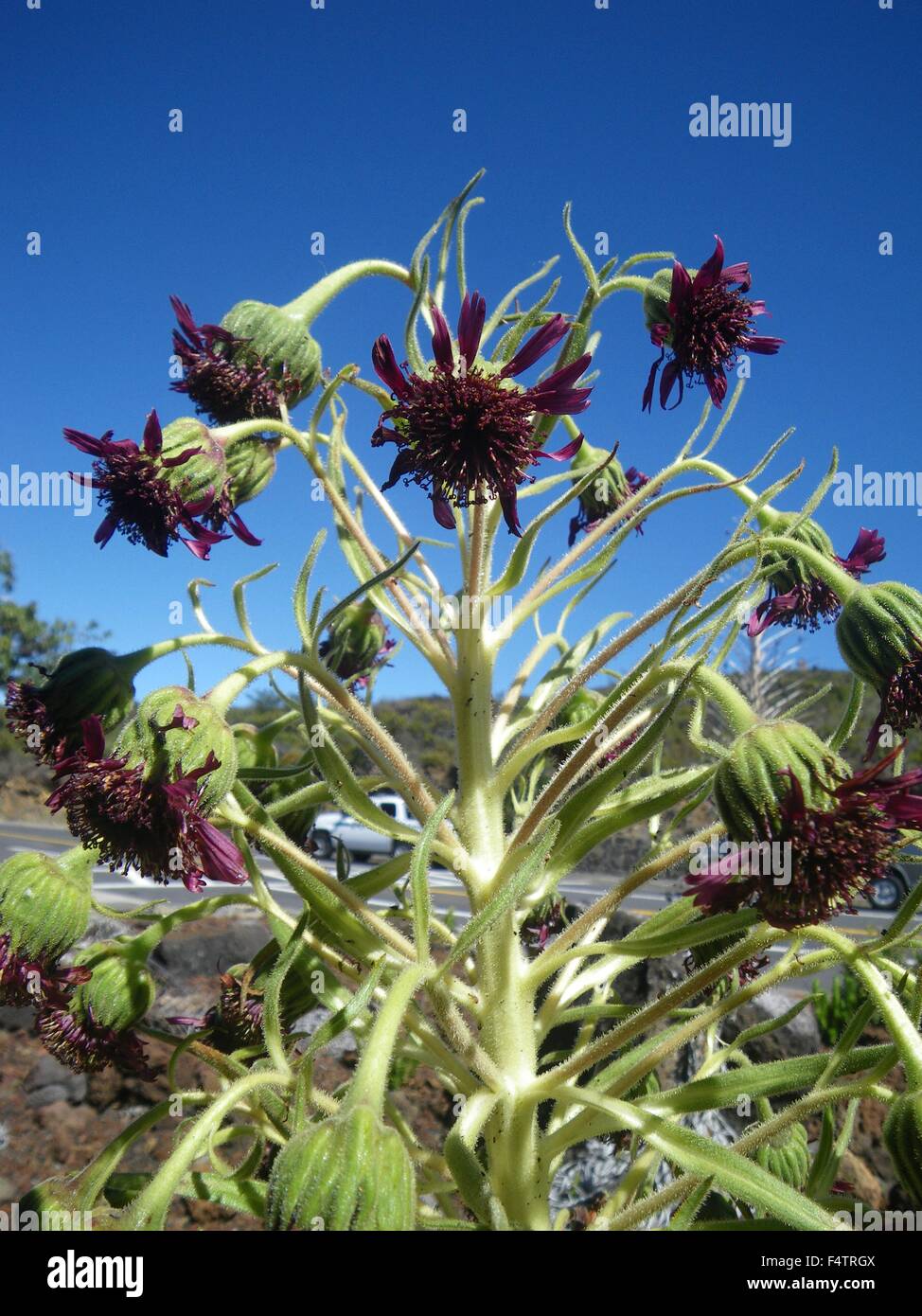 A Haleakala silverswords plant ready to bloom in a desolate cinder field crater along the Sliding Sands Trail at the Haleakalā National Park, Hawaii. The silversword is an endangered species that is found only within Haleakalā National Park on the cinder slopes of Haleakalā Crater. Stock Photo