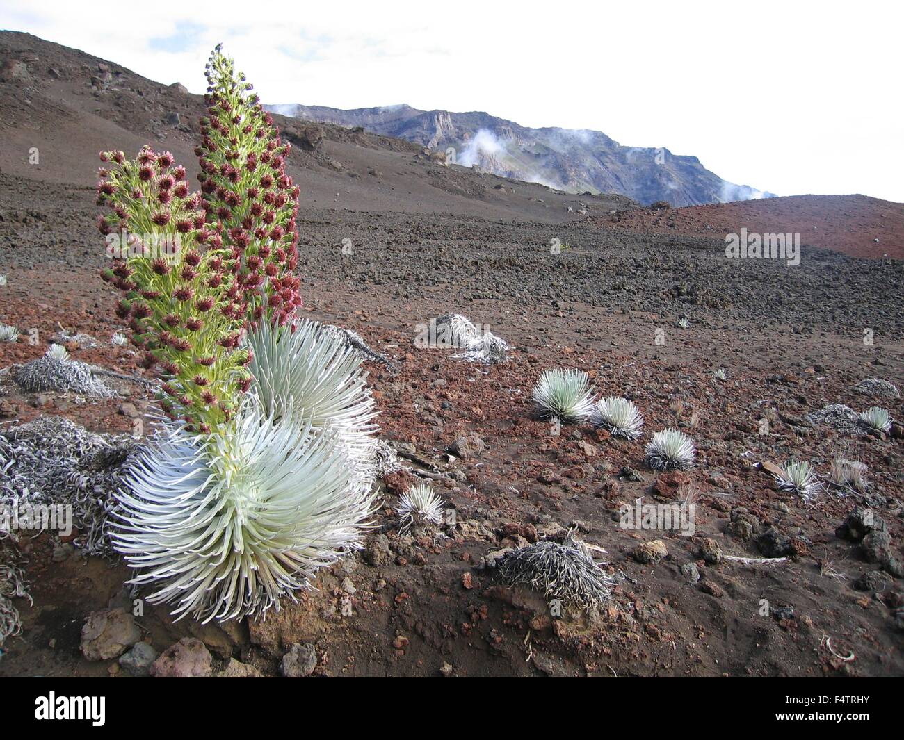 A Haleakala silverswords plant blooming in a desolate cinder field along the Sliding Sands Trail at the Haleakalā National Park, Hawaii. The silversword is an endangered species that is found only within Haleakalā National Park on the cinder slopes of Haleakalā Crater. Stock Photo