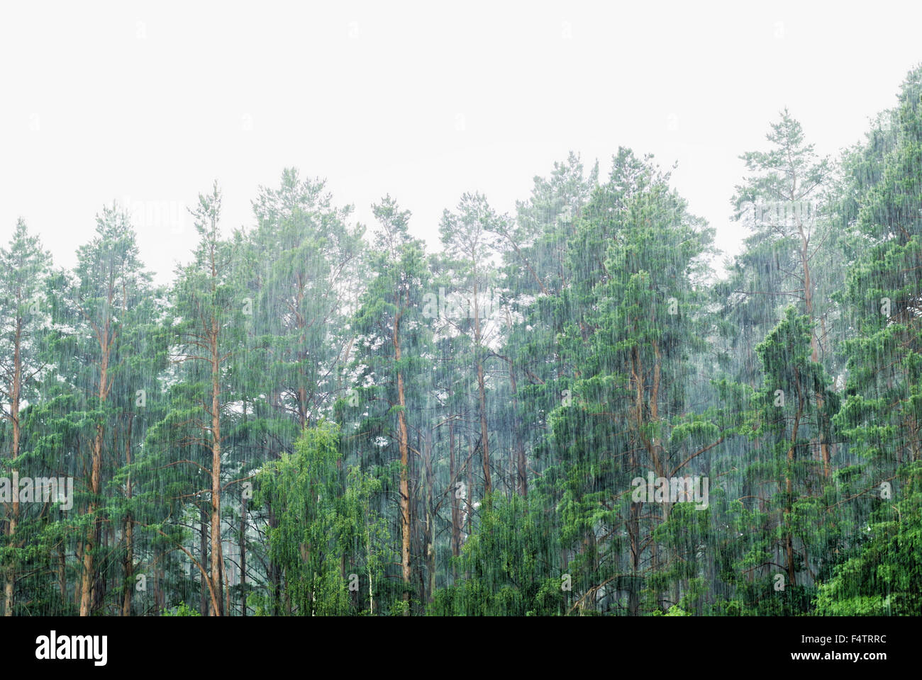 Deluges of rain in forest. Trees under a pouring rain Stock Photo