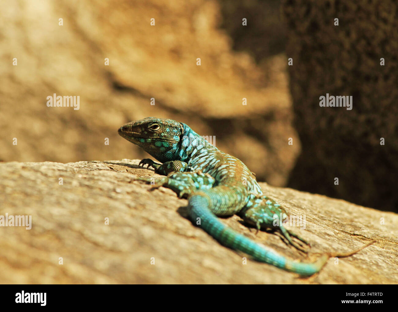 Blue-spotted Aruban whiptail lizard lounging in the sun on a rock Stock Photo