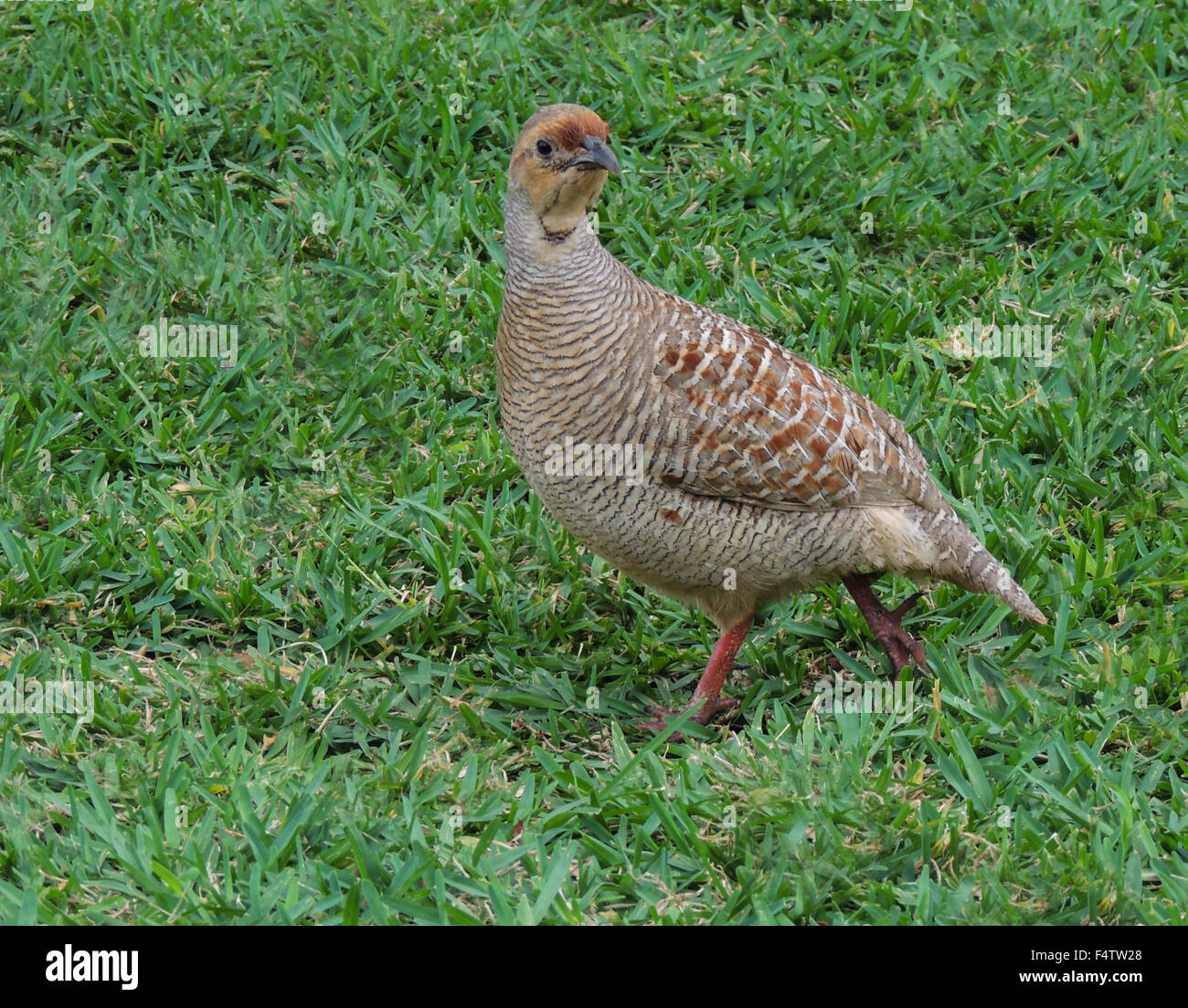 Grey Francolin (Francolinus pondicerianus) a species of bird introduced to Maui from India and/or Pakistan Stock Photo