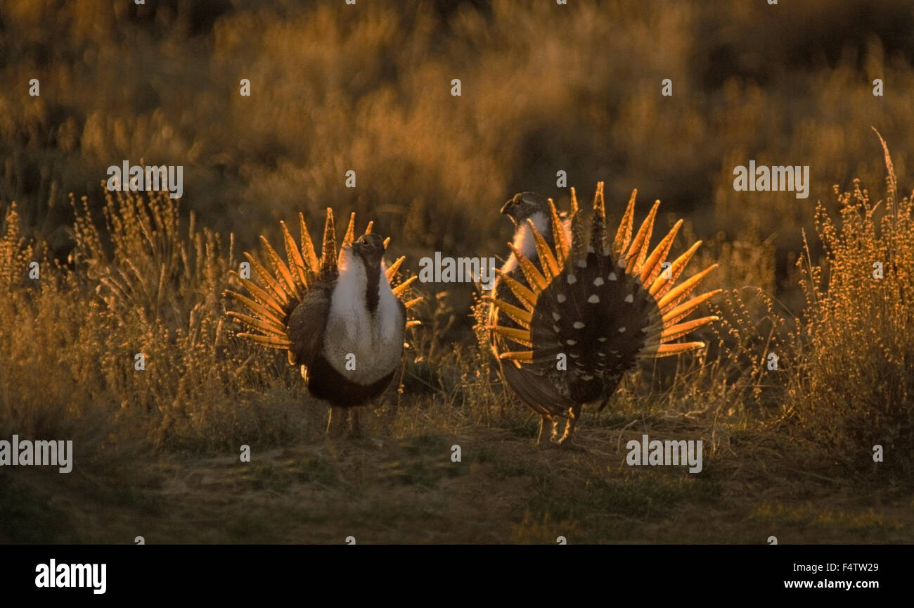 Male Sage Grouse (Centrocercus urophasianus) in mating display at sunrise on a lek in the Malheur Nat'l Wildlife Refuge, Oregon. Stock Photo