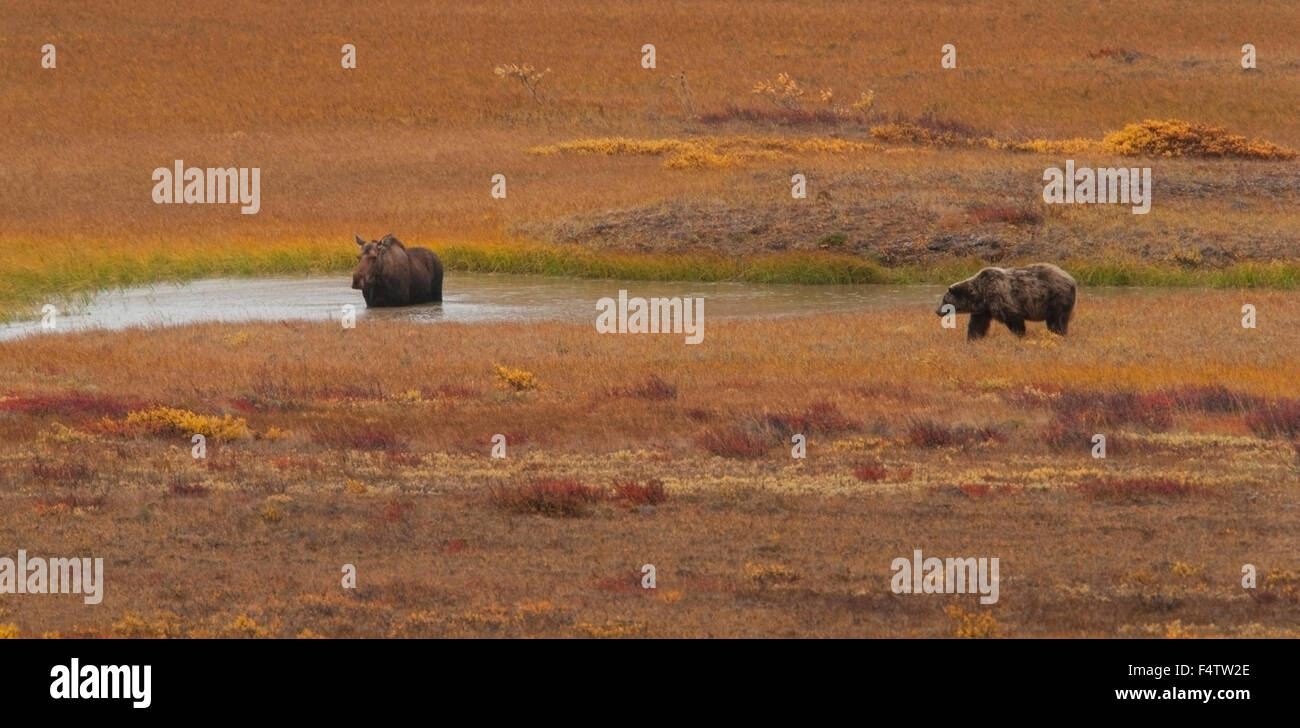 A Grizzly Bear (Ursus arctos) lays in wait for a cow Moose (Alces alces).  A confrontation between the two animals resulted in t Stock Photo