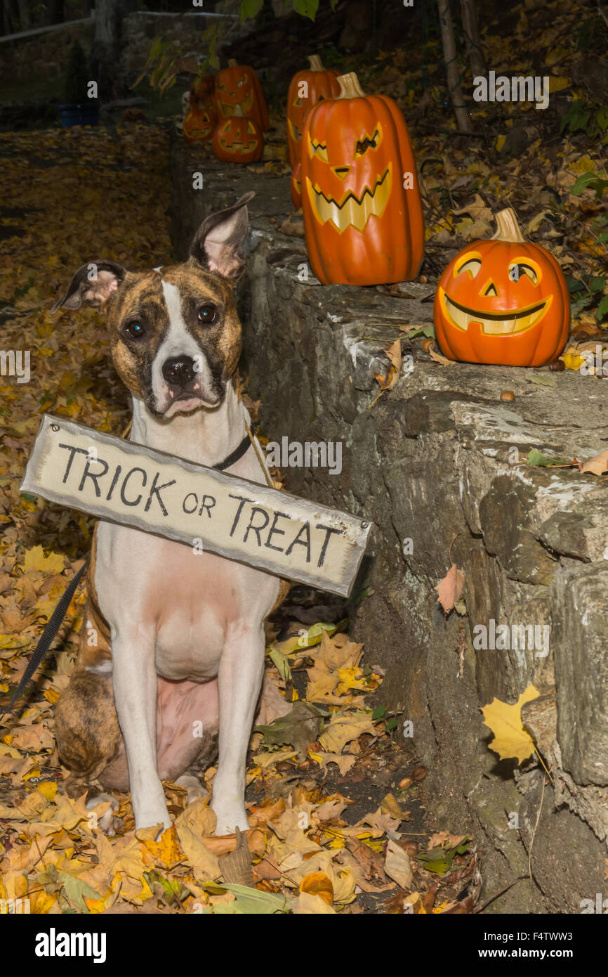 Bull broom hires stock photography and images Alamy