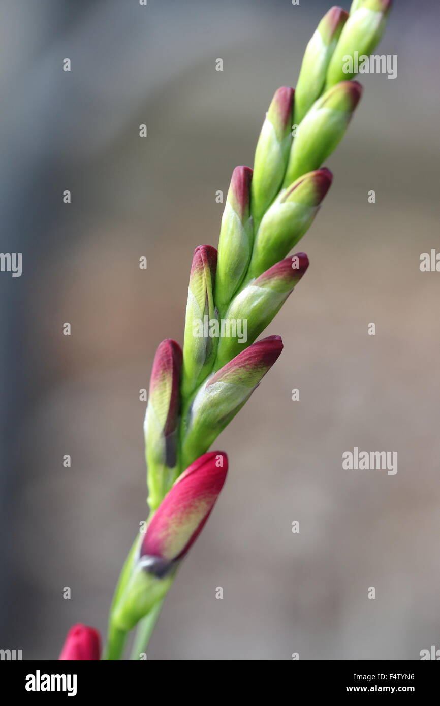 Close up of Pink Ixia flower buds Stock Photo
