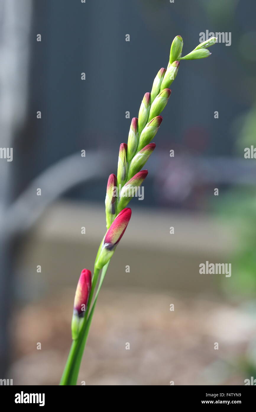 Pink Ixia flower buds Stock Photo