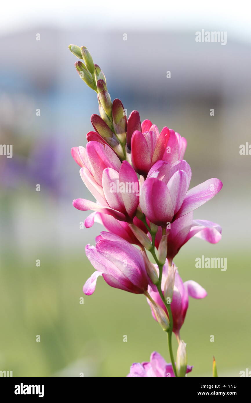Pink  Ixia flowers Stock Photo