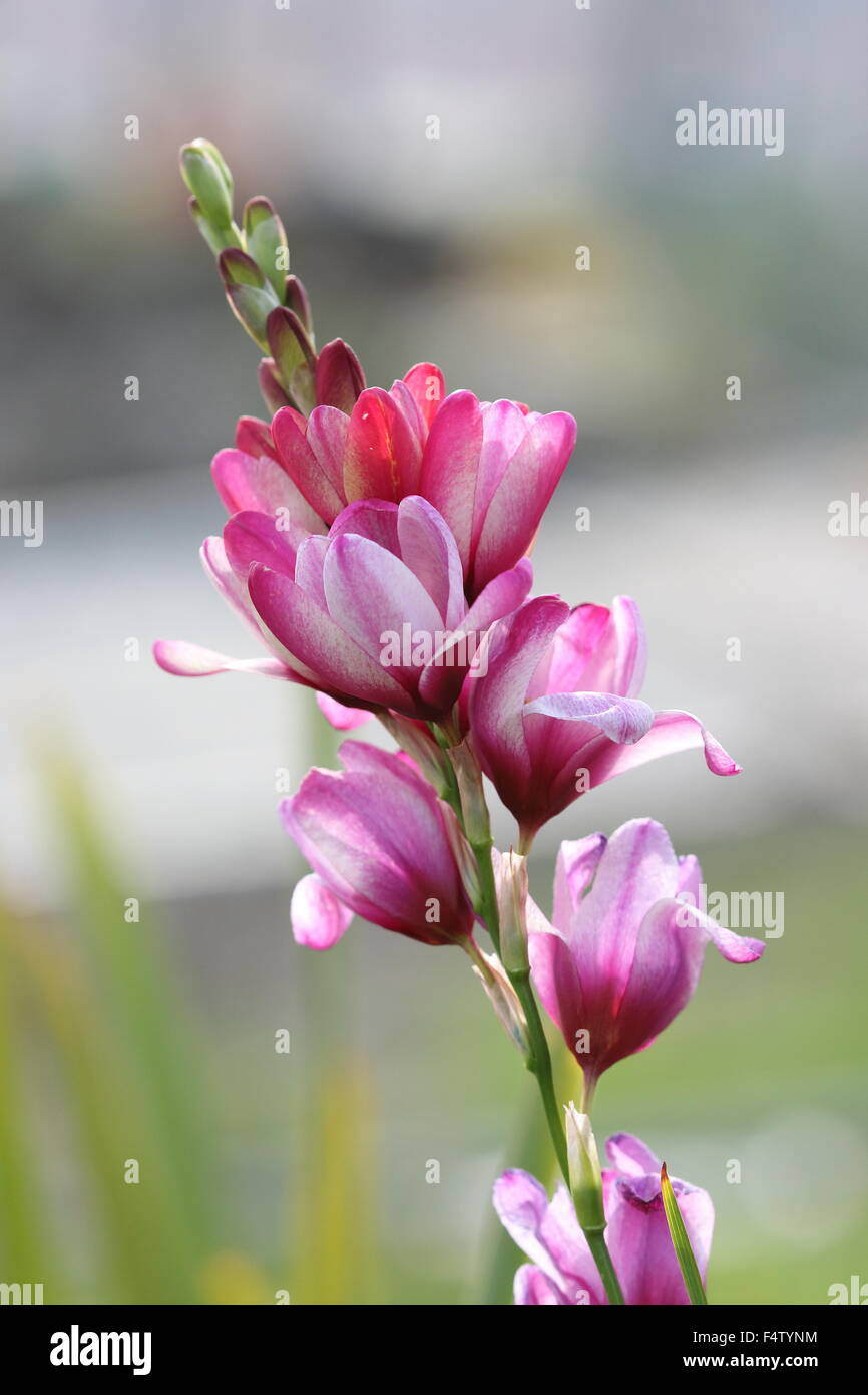 Close up of Pink  Ixia flowers Stock Photo
