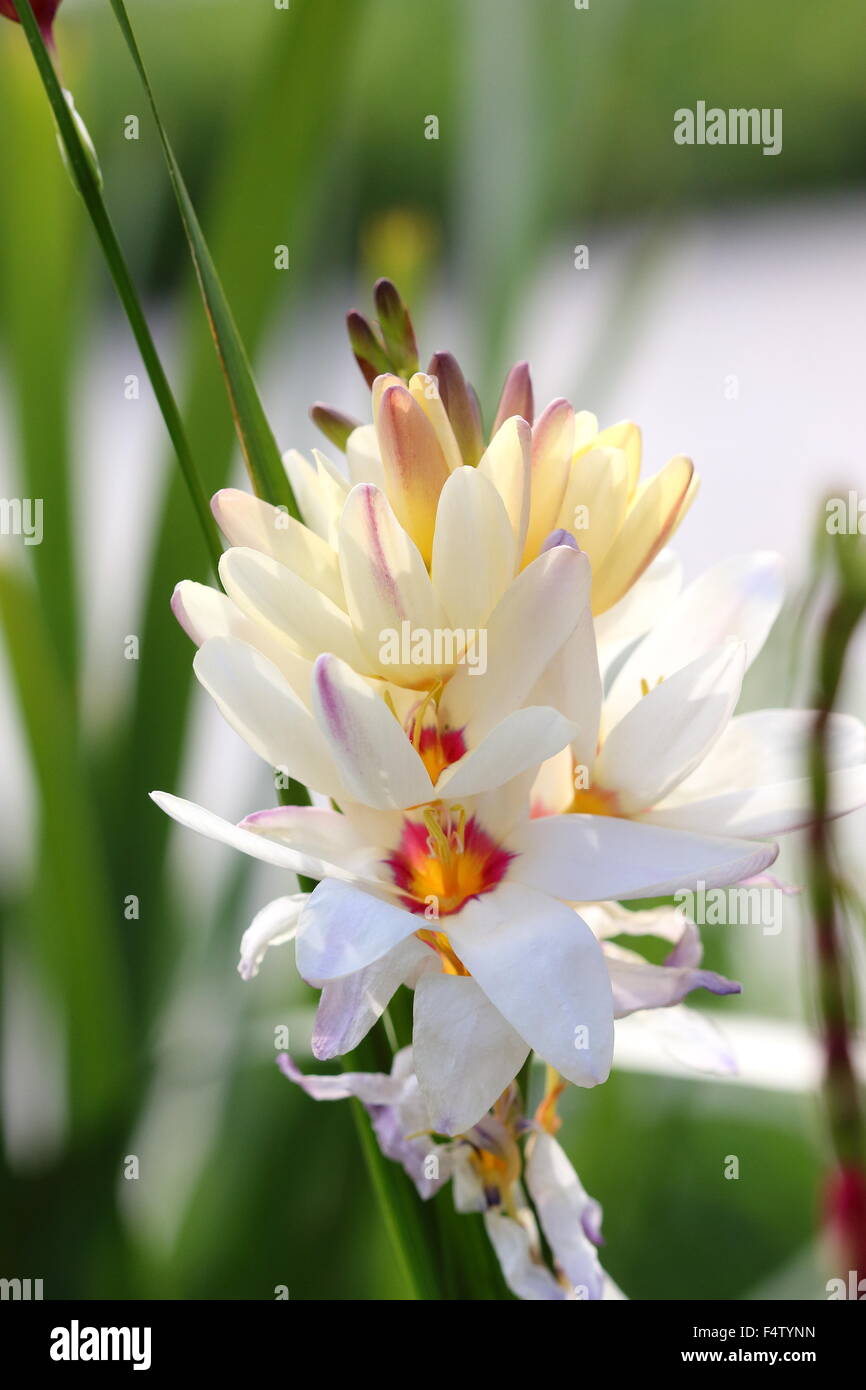 White Ixia flowers Stock Photo
