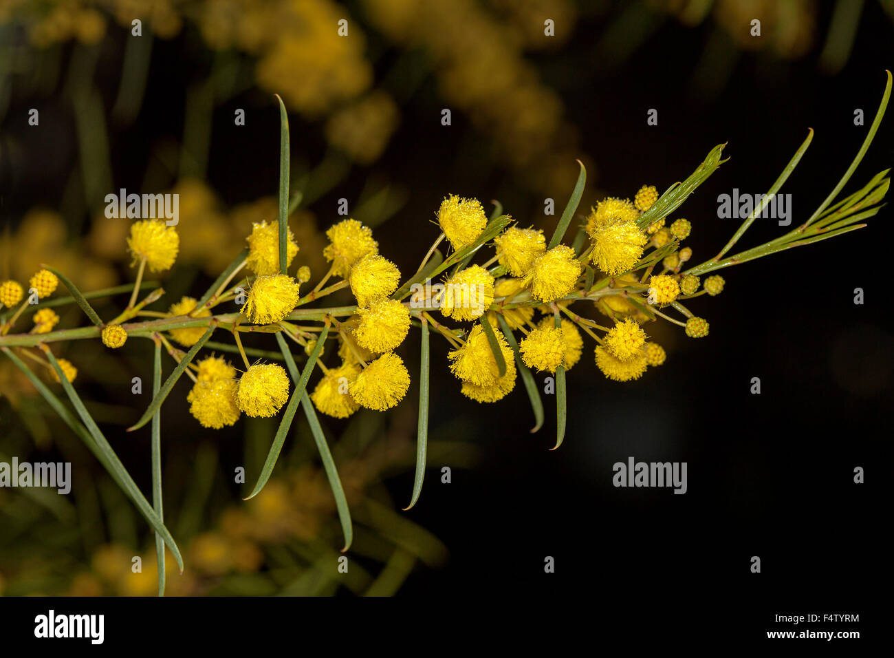 Golden yellow flowers and green leaves of Acacia elongata, swamp wattle, against dark background Stock Photo