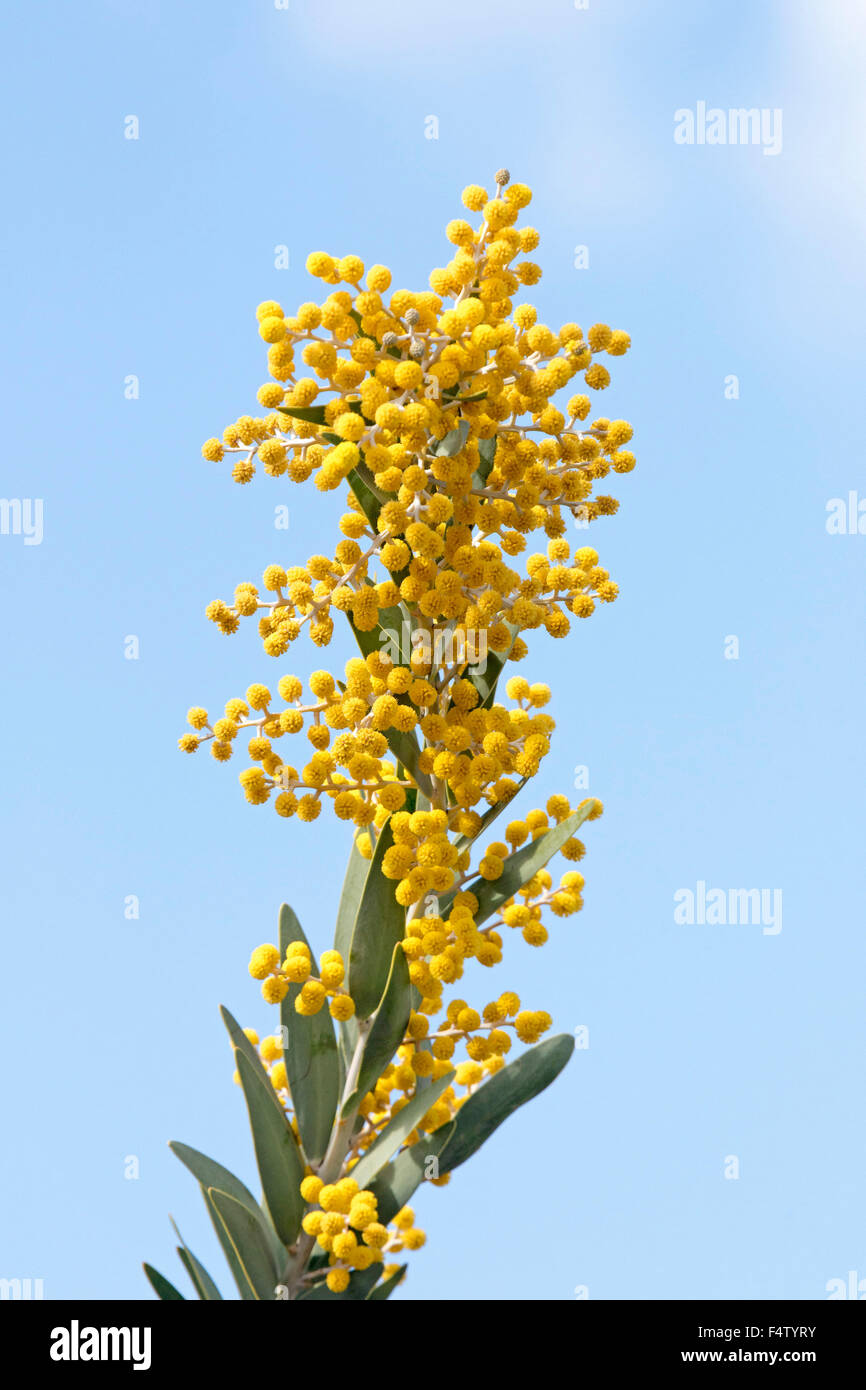 Cluster of golden yellow flowers and dark green leaves of Acacia toondulya, wattle tree, Australian wildflowers against blue sky Stock Photo