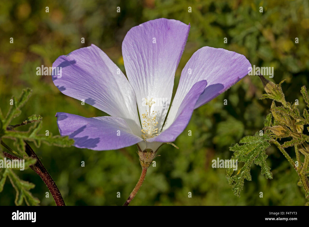 South australian native flower hi-res stock photography and images - Alamy