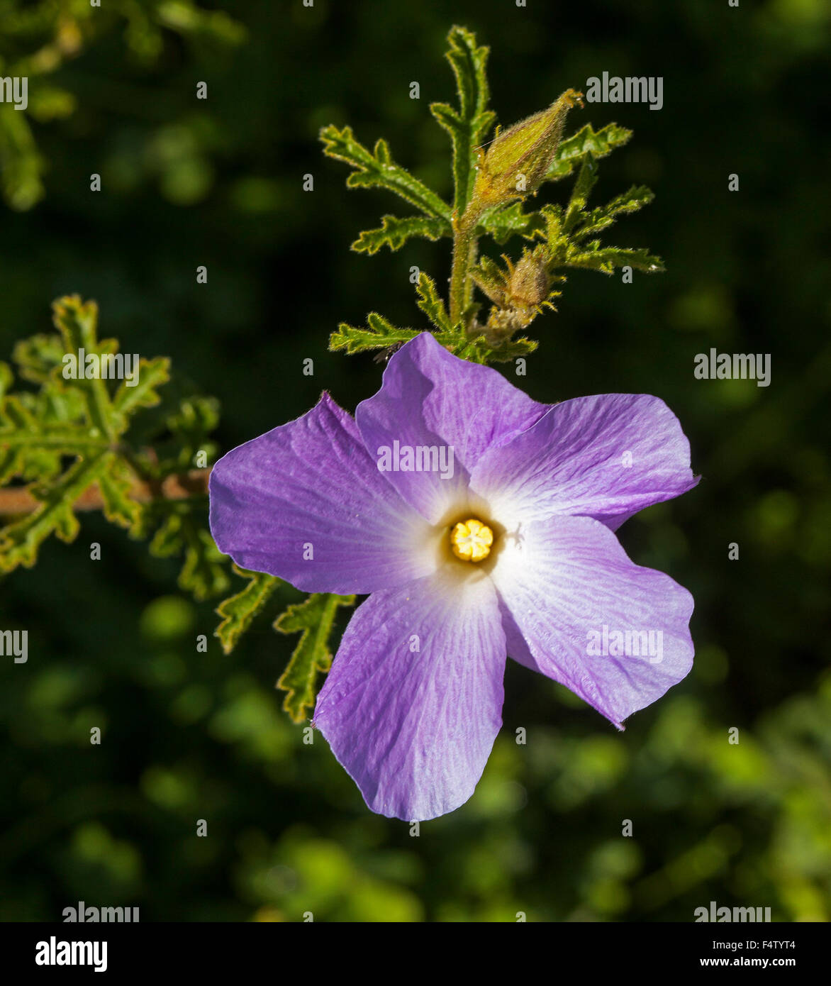 My Image 10