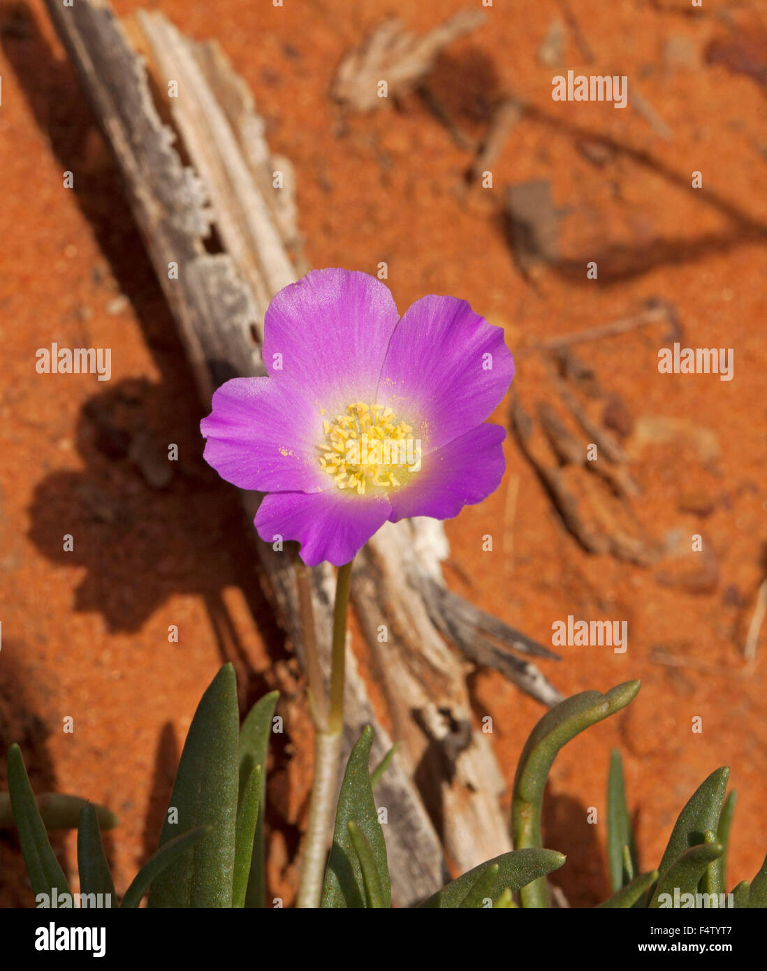 Vivid pink / mauve flower with creamy white centre of Calandrinia balonensis, parakeelya, against red soil of Australian outback Stock Photo