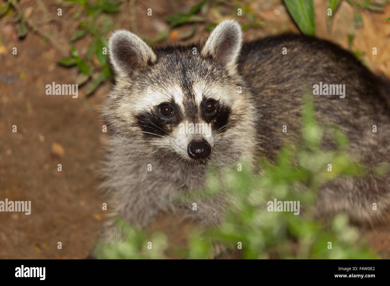 Wild raccoon looking for food in the bushes Stock Photo Biology Diagrams