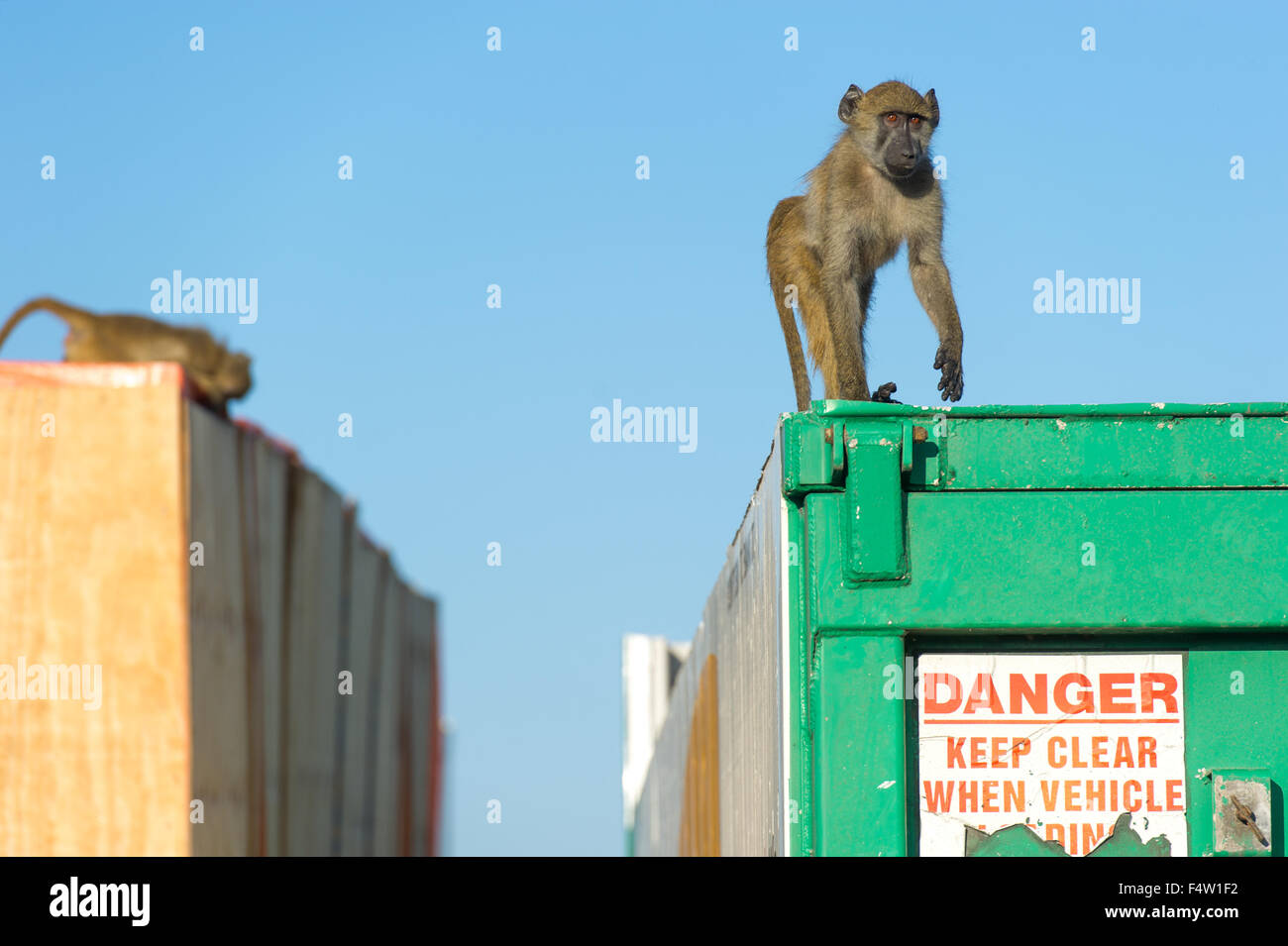 VICTORIA FALLS, ZIMBABWE - Chacma baboons  climbing up truck. Stock Photo