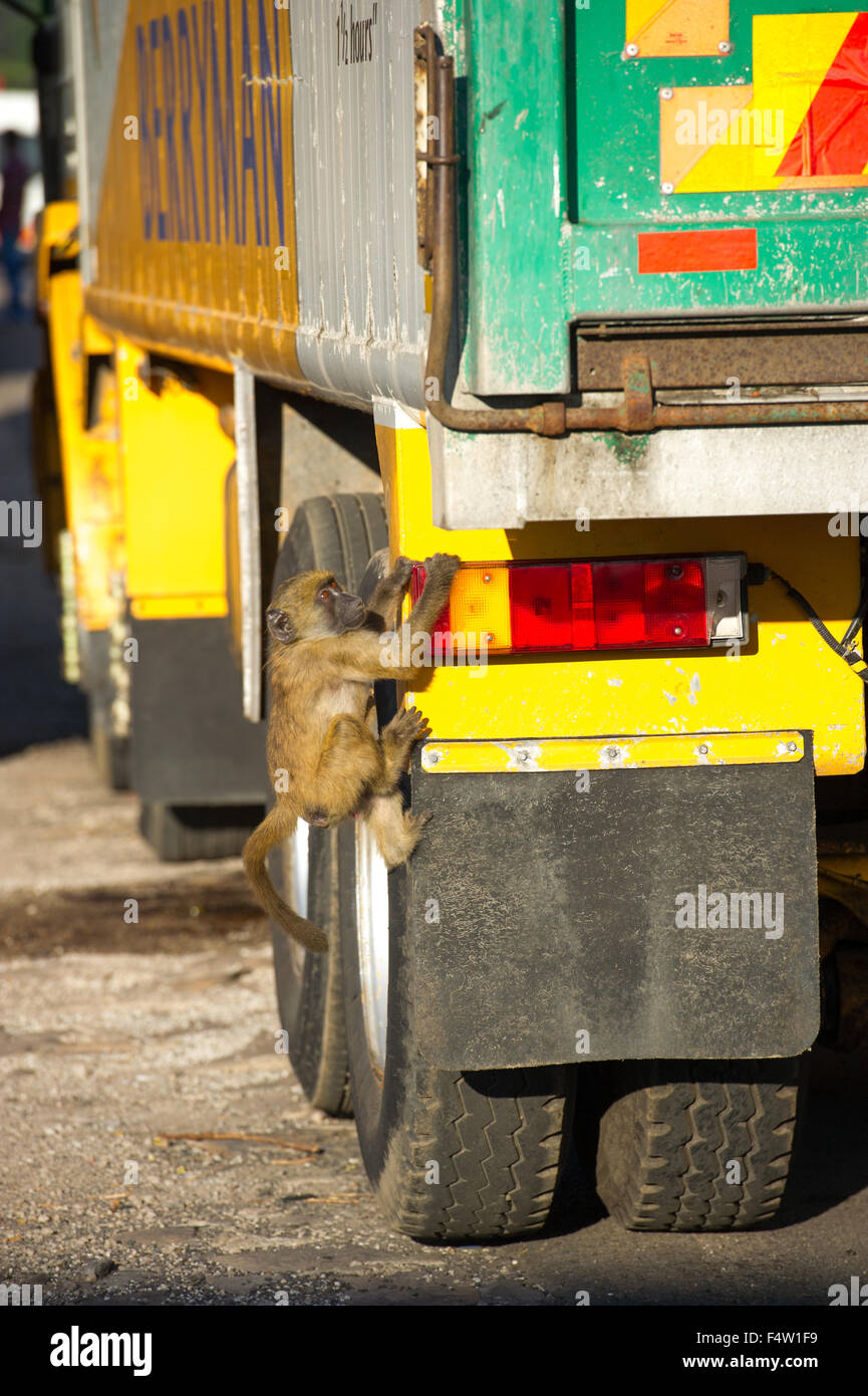 VICTORIA FALLS, ZIMBABWE - Chacma baboons  climbing up truck. Stock Photo