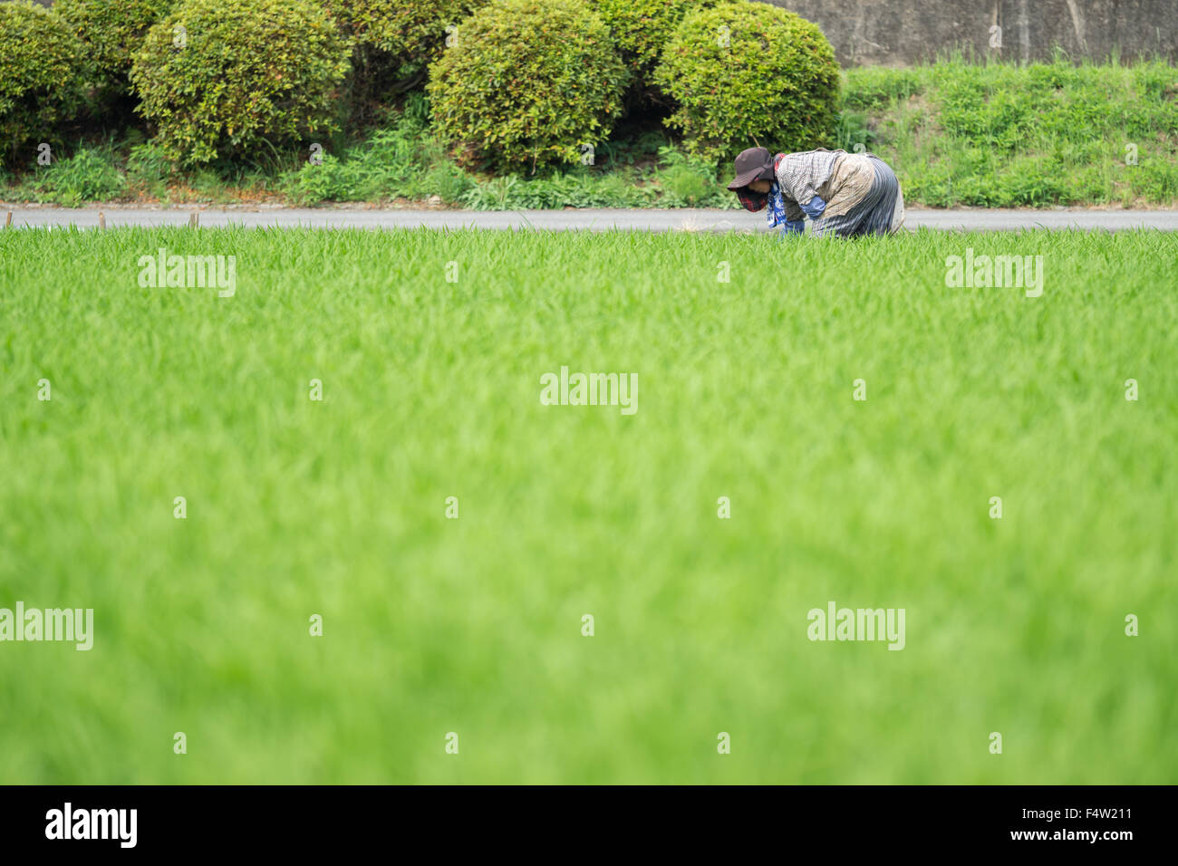 Farmer woman rice plantation hi-res stock photography and images - Alamy