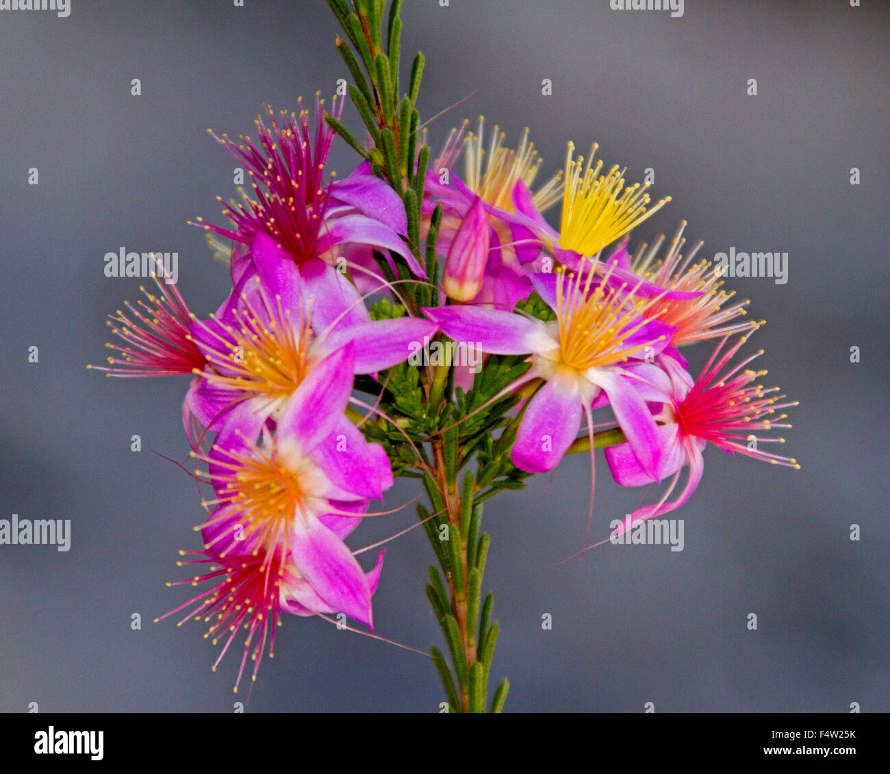Cluster of stunning vivid pink flowers & green leaves of Calytrix longiflora, fringe myrtle growing in outback Australia Stock Photo