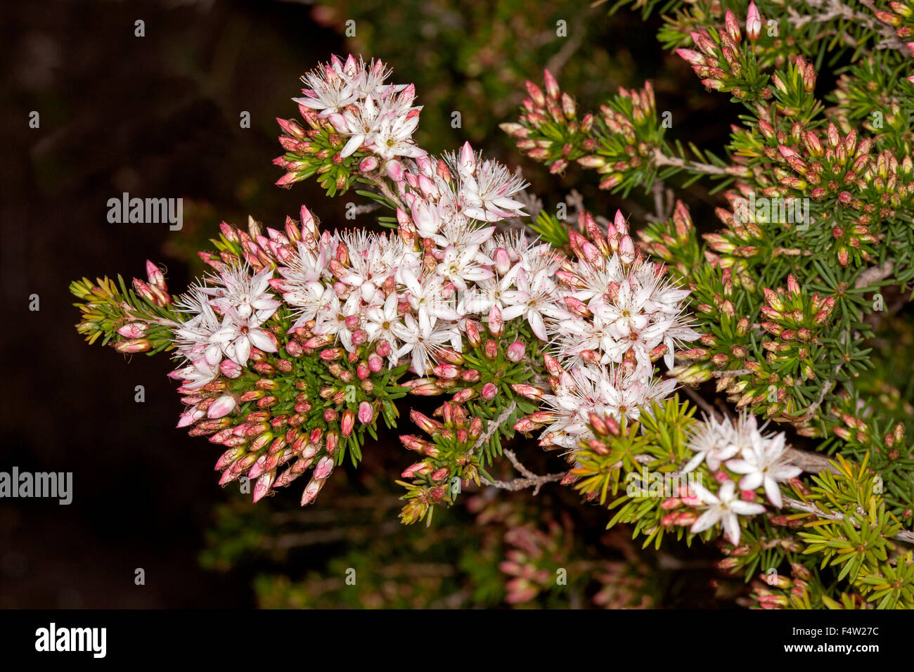 Cluster of white / pale pink flowers of Calytrix tetragona, fringe flower with foliage, Australian wildflowers on dark background Stock Photo