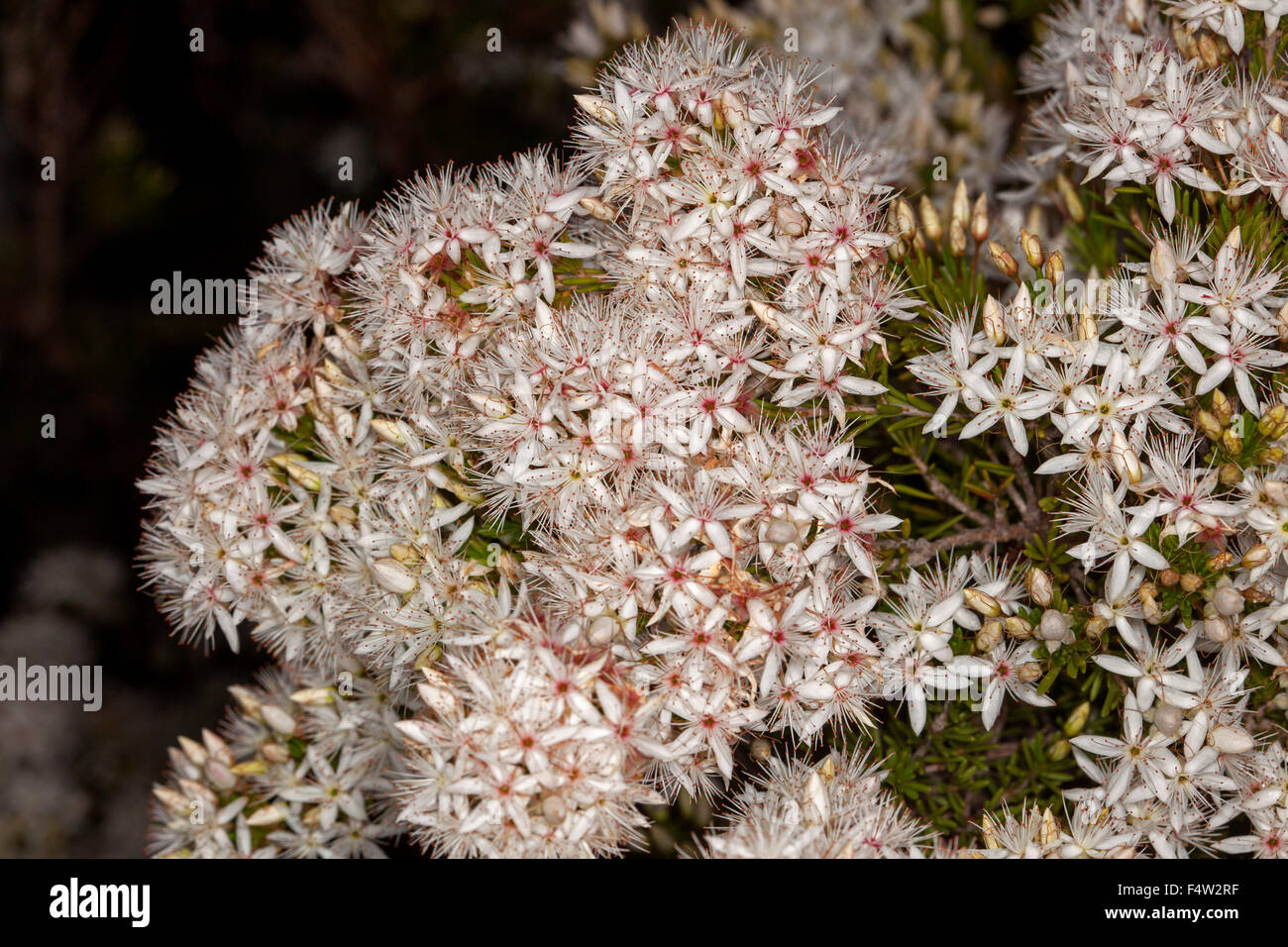 Cluster of white / pale pink flowers of Calytrix tetragona, fringe flower with foliage, Australian wildflowers on dark background Stock Photo