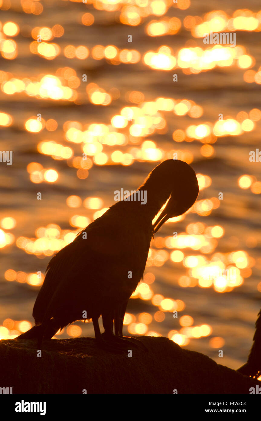 Cormorant silhouette from Ocean Path, Acadia National Park, Maine Stock Photo Alamy