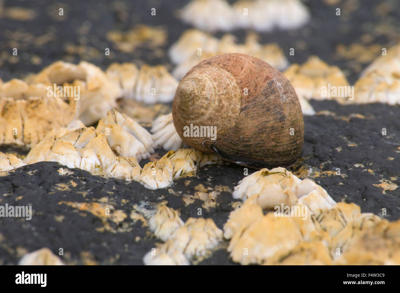 Pretty Marsh barnacles with snail, Acadia National Park, Maine Stock Photo