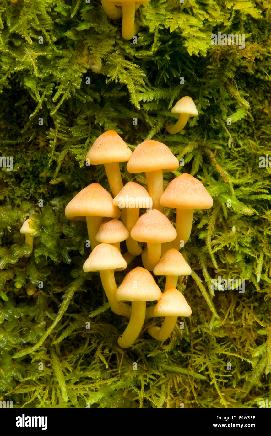 Oregon mushrooms hires stock photography and images Alamy