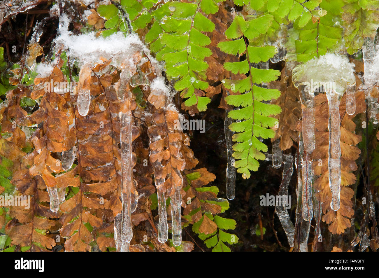 Icicles with fern, Silver Falls State Park, Oregon Stock Photo