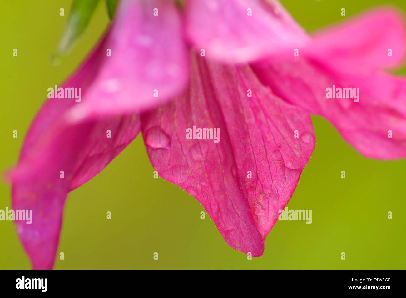 Salmonberry park oregon hires stock photography and images Alamy