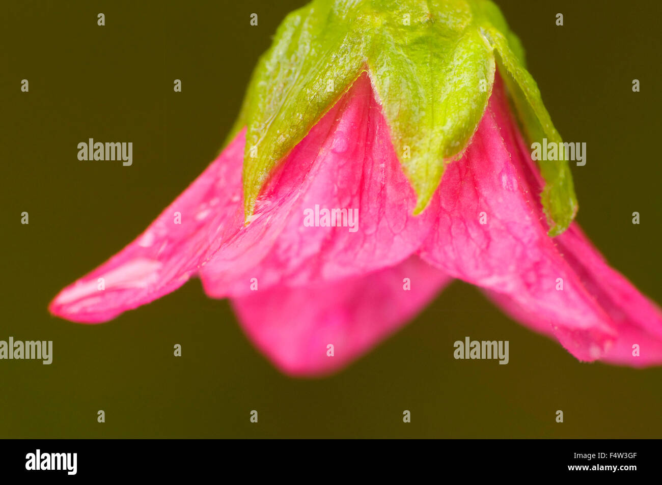 Salmonberry bloom, Silver Falls State Park, Oregon Stock Photo Alamy
