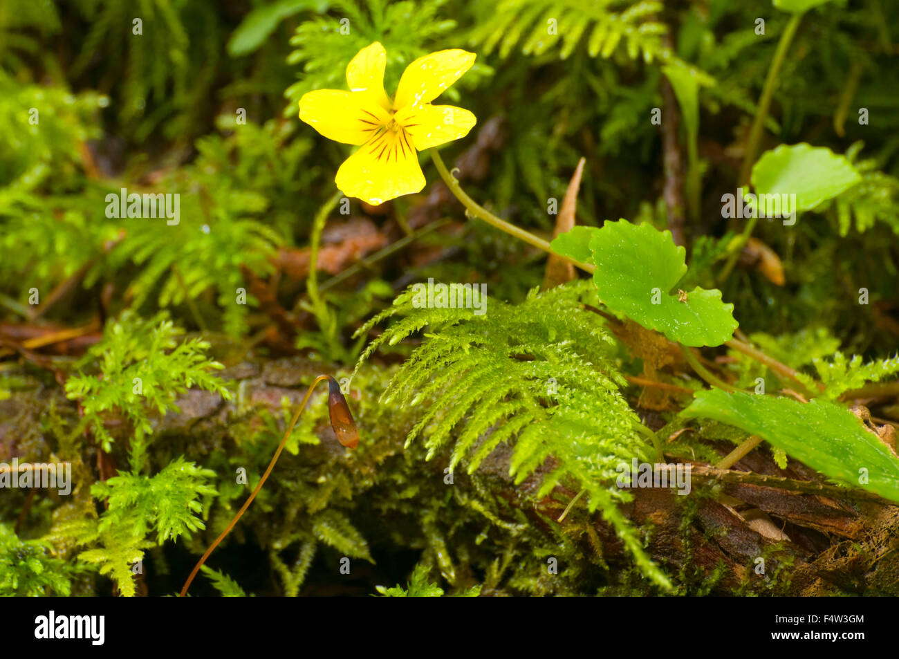 Violet Wood Sorrel High Resolution Stock Photography And Images Alamy Violet Wood Sorrel High Resolution Stock Photography And Images Alamy