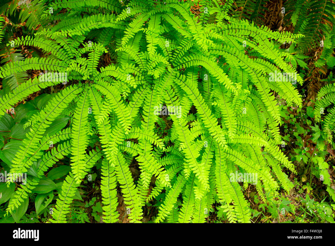 Five-finger fern along Canyon Trail, Silver Falls State Park, Oregon Stock Photo