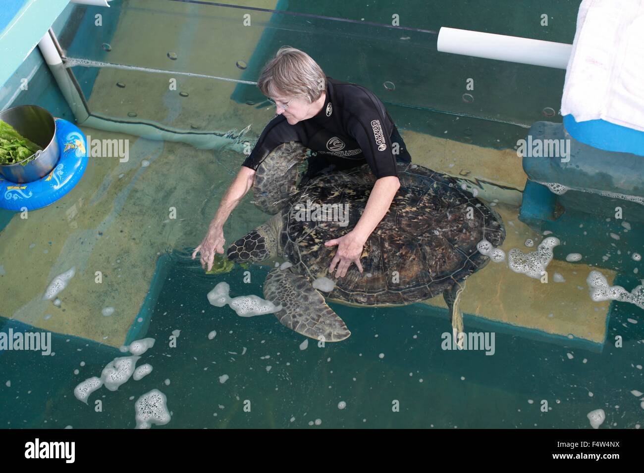 Clearwater, Florida, USA. 23rd Dec, 2013. A handler feeds lettuce to a