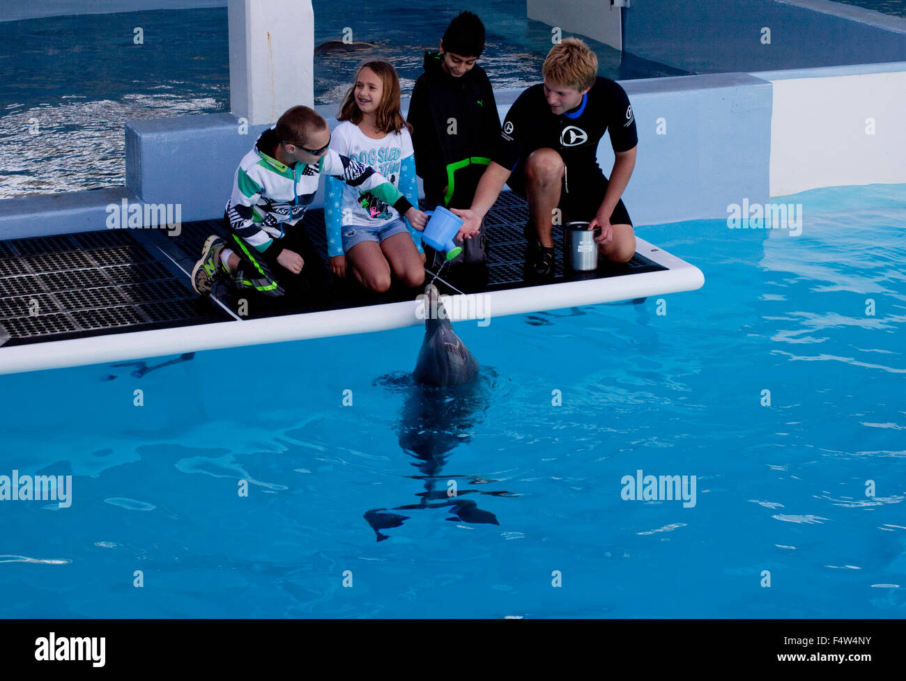 Clearwater marine aquarium florida hires stock photography and images