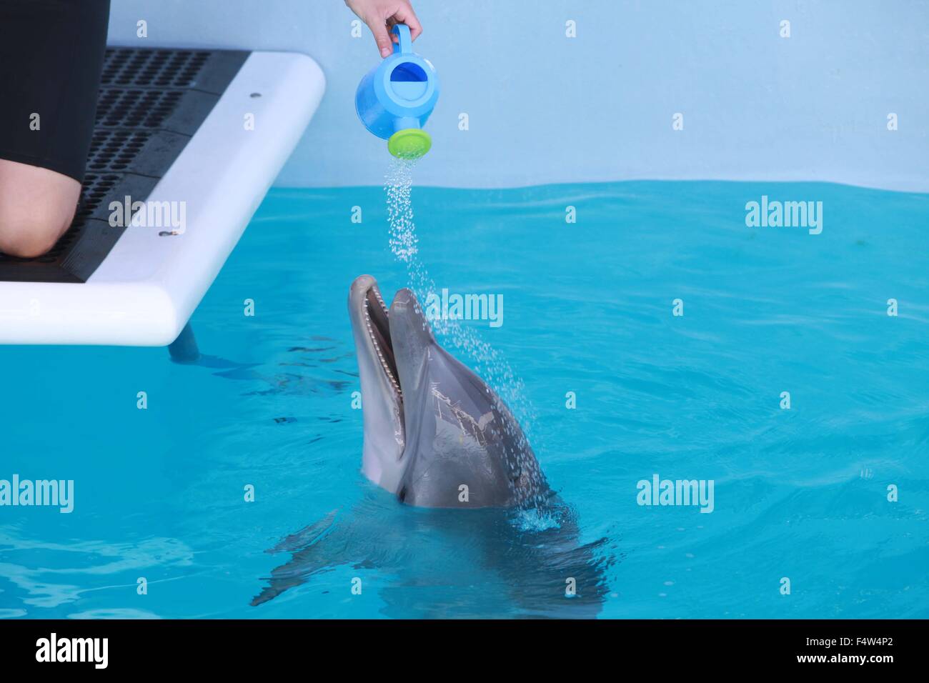 Clearwater marine aquarium florida hires stock photography and images