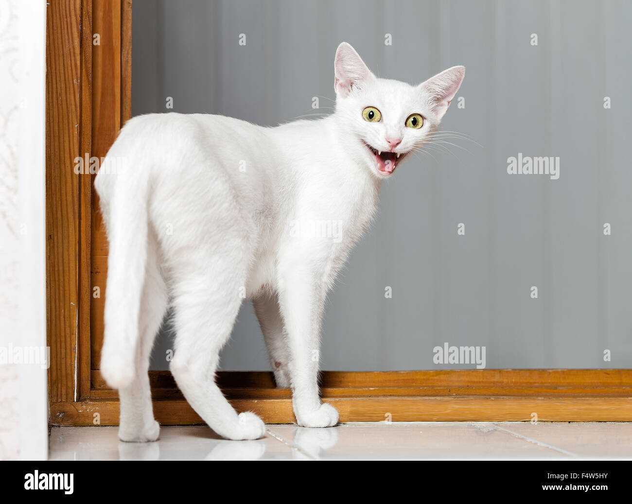 Funny Crazy Cat Stock Photo