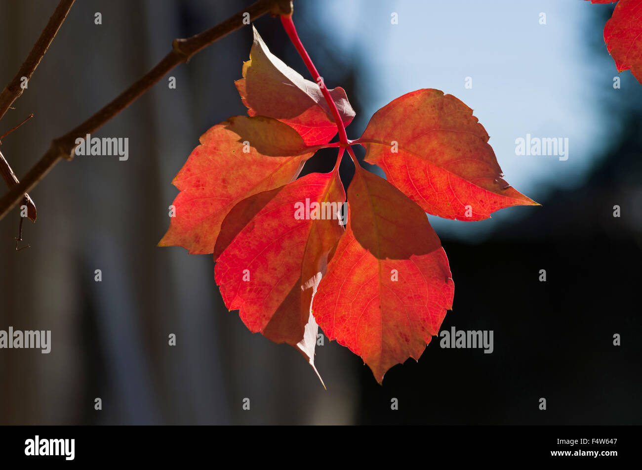 Parthenocissus Quinquefolia with his red leaf during autumn Stock Photo