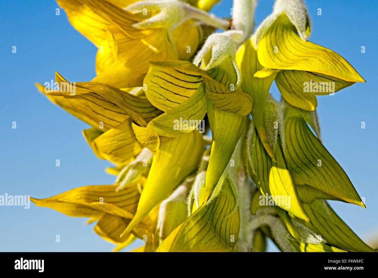 Close-up of unusual yellow / green flowers of Crotalaria cunninghamii, regal  birdflower against background of blue sky in outback Australia Stock Photo  - Alamy